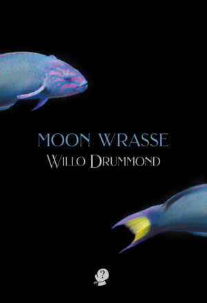 Moon Wrasse