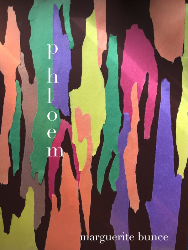 Phloem
